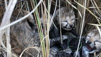 India Bersuka-cita Sambut 6 Bayi Cheetah Setelah 70 Tahun