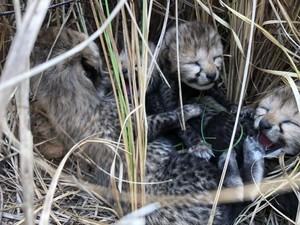 India Bersuka-cita Sambut 6 Bayi Cheetah Setelah 70 Tahun