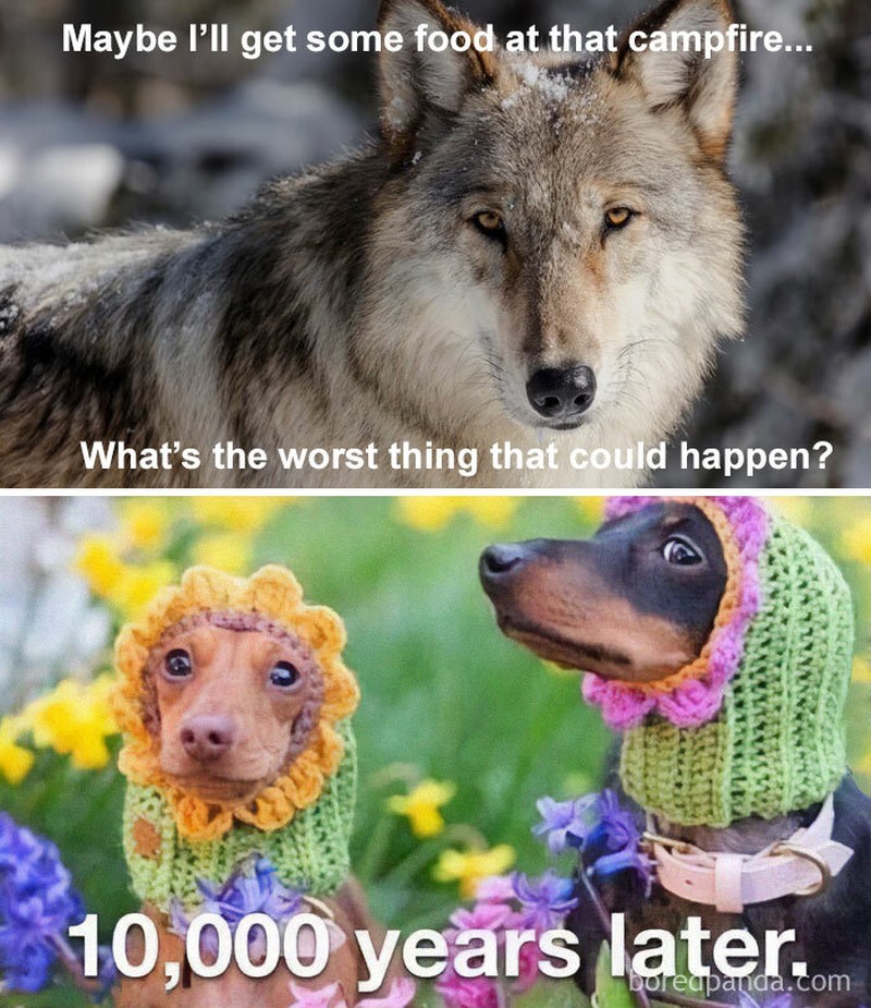 fotoinet meme evolusi