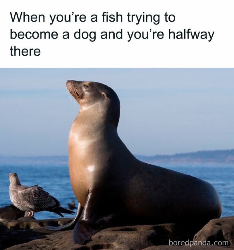 fotoinet meme evolusi