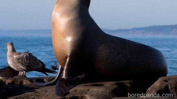 Ketika kamu seorang ikan mencoba menjadi anjing, jadinya anjing laut. Foto: Boredpanda