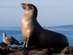 Deretan Meme Evolusi Bikin Nostalgia dan Ngakak