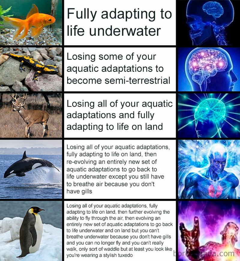 fotoinet meme evolusi