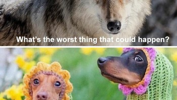 Kocak! Si anjing pun cosplay jadi bunga. Foto: Boredpanda