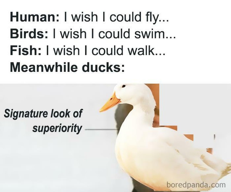 fotoinet meme evolusi