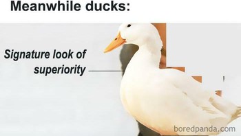 Bebek pun punya semua kemampuan itu. Foto: Boredpanda