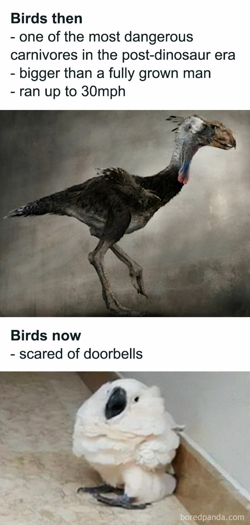 fotoinet meme evolusi