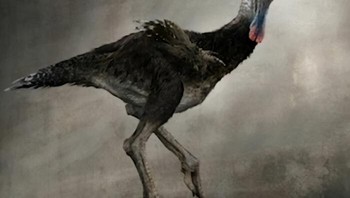 Burung dulu ditakuti, sekarang imut-imut jadi peliharaan manusia. Foto: Boredpanda