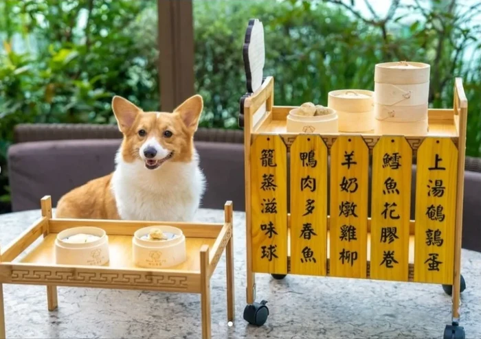 Gemas! Hotel di Hong Kong Ini Sajikan Dimsum Khusus untuk Anjing