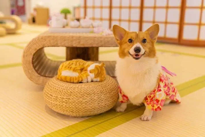 Gemas! Hotel di Hong Kong Ini Sajikan Dimsum Khusus untuk Anjing