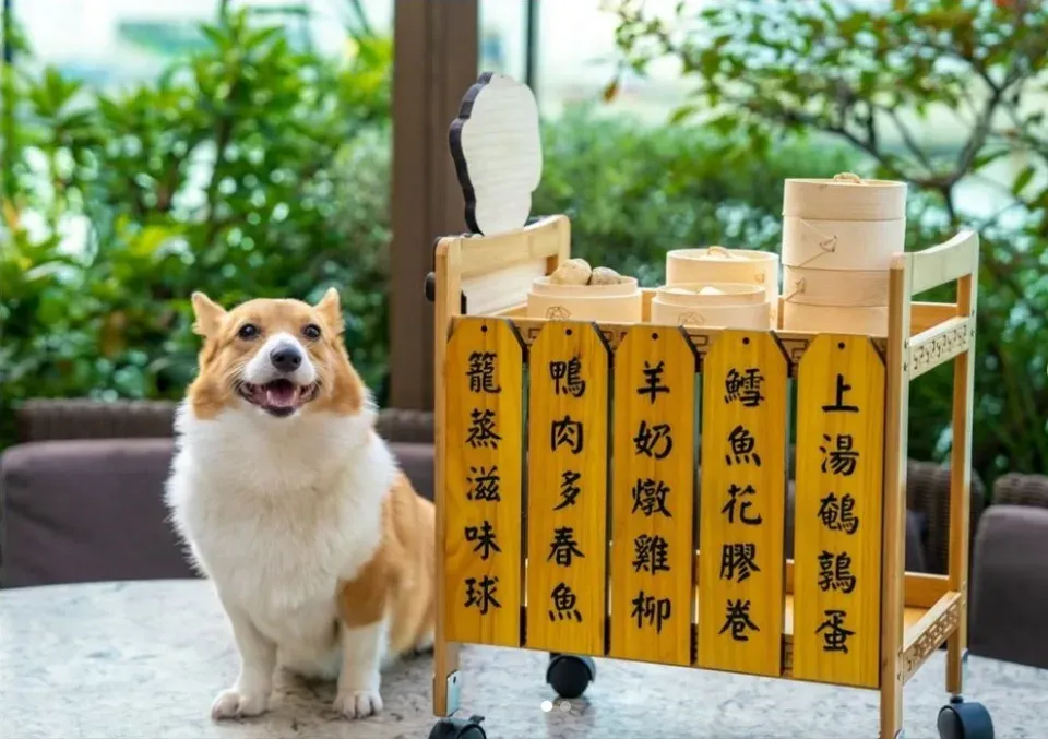 Gemas! Hotel di Hong Kong Ini Sajikan Dimsum Khusus untuk Anjing
