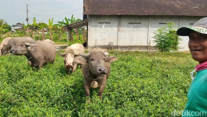 Kerbau digembalakan di Desa Turus, Kecamatan Polanharjo, Klaten, Jumat (31/3/2023).