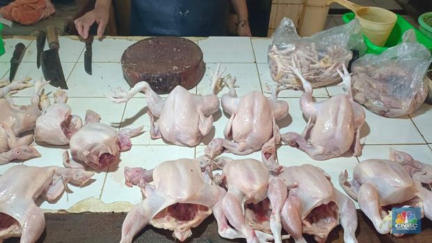 Memasuki hari ke delapan bulan puasa Ramadan, para pedagang serempak mematok harga ayam per ekornya untuk ukuran besar Rp 40.000/ekor, ukuran sedang Rp 35.000/ekor, dan ukuran kecil Rp 30.000/ekor. (CNBC Indonesia/Martyasari Rizky)