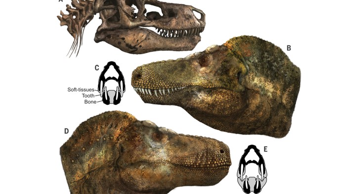 Perkiraan mulut T-rex.