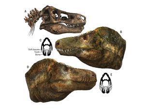 Dari Komodo, Peneliti Perkirakan Gigi T-Rex Tersembunyi di Balik Bibir