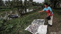 Mayoritas warganya berprofesi sebagai petani. Tapi ada juga warga di Desa Lenggah Sari dan Harapan Jaya ini yang memilih profesi sebagai nelayan ikan kecil yang hasilnya hanya mampu menghidupi kebutuhan sehari-hari. Seperti ini salah satunya. Mereka tetap melaut di bulan Ramadan untuk memenuhi kebutuhan sandang dan pangan mereka.