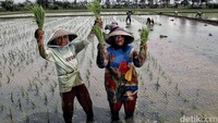 Beberapa petani di desa itu mengatakan bahwa banyak padi mereka yang gagal panen akibat banjir panjang. Tetapi mereka tetap ikhlas menerima semuanya dan kembali untuk menanam benih tanpa libur di bulan suci ini dengan harapan rejeki yang terus mengalir sepanjang bulan ramadan.