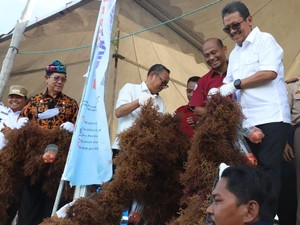 Trenggono Pacu Hilirisasi Rumput Laut di Perbatasan RI-Malaysia