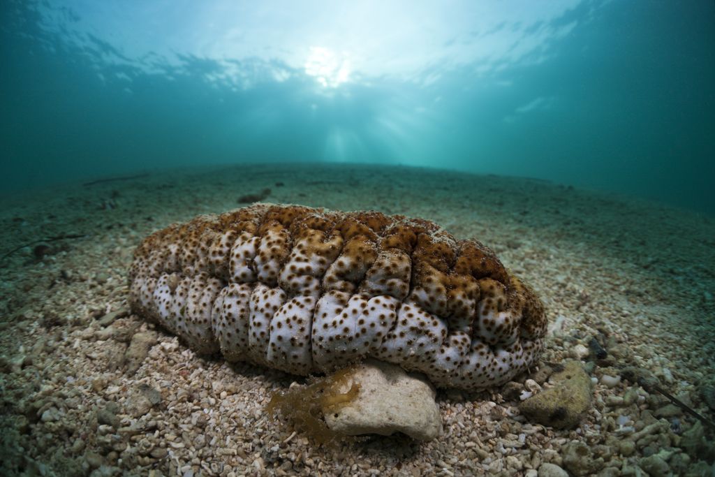 Teripang (kelas Holothuroidea). (ullstein bild via Getty Images) Teripang (kelas Holothuroidea). (ullstein bild via Getty Images)