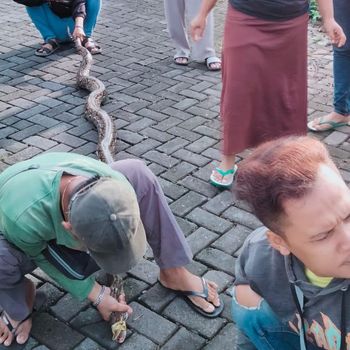 Ular sanca 3 meter yang ditangkap Bu Thomas di Semarang. Foto diunggah Jumat (31/3/2023).