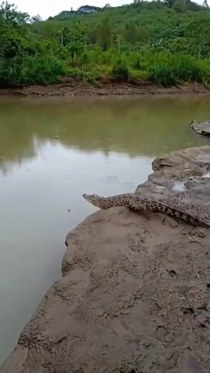 Tangkapan layar video buaya 1,5 meter muncul di Sungai Oya, kawasan hutan Wanagama, Kapanewon Playen, Kabupaten Gunungkidul.