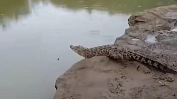 Tangkapan layar video buaya 1,5 meter muncul di Sungai Oya, kawasan hutan Wanagama, Kapanewon Playen, Kabupaten Gunungkidul.