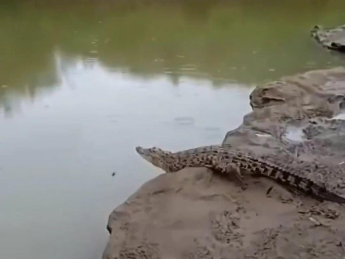 Tangkapan layar video buaya 1,5 meter muncul di Sungai Oya, kawasan hutan Wanagama, Kapanewon Playen, Kabupaten Gunungkidul.