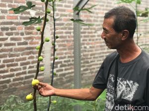 Melihat Budi Daya Tin di Mojokerto, Buah yang Disebut dalam Al-Quran