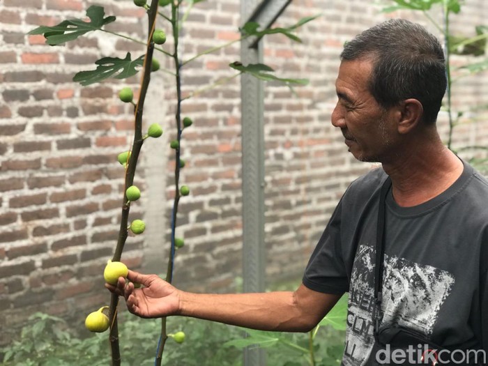 Budi daya buah tin di Mojokerto