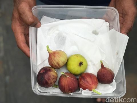 Budi daya buah tin di Mojokerto