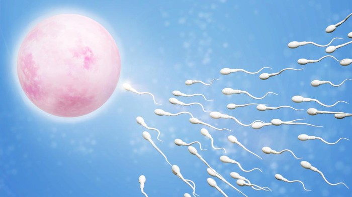 Ilustrasi sperma dan sel telur atau ovum