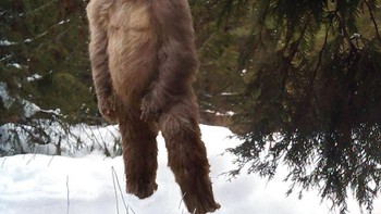 Seseorang mencuri SD card milik fotografer. Sebelum dikembalikan, orang itu mengedit gambar Big Foot di salah satu fotonya. Foto: Bored Panda