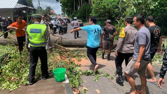 Sekeluarga terdiri dari ayah, ibu, anak, tertimpa pohon tumbang di Jalan Raya Sangeh saat melintas menggunakan sepeda motor.