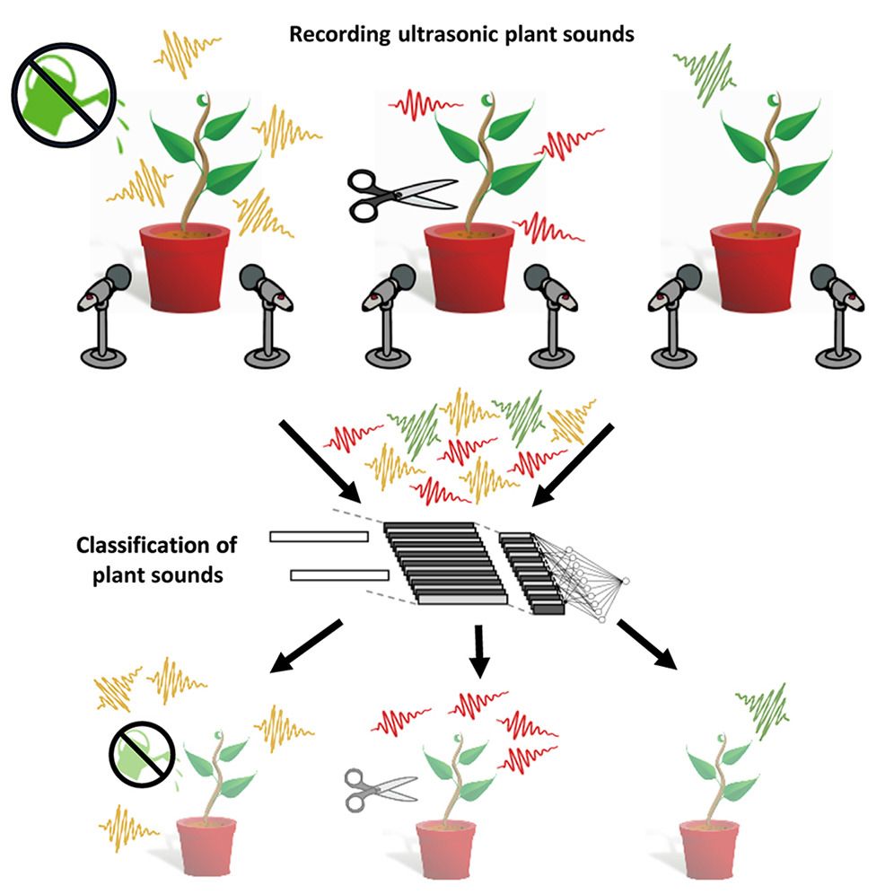 We can now here vegetables scream in pain, study showsPlants Make Sounds When Hurt, Scientists Confirm, And Now You Can Hear Ithttps://www.cell.com/cell/fulltext/S0092-8674(23)00262-3