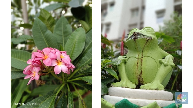 Hasil bokeh Redmi Note 12 Pro 5G