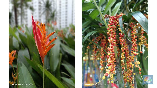 Hasil bokeh Redmi Note 12 Pro 5G