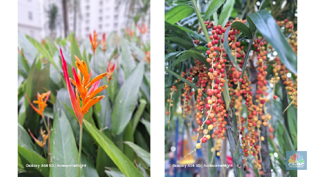Hasil foto bokeh Samsung Galaxy A54 5G