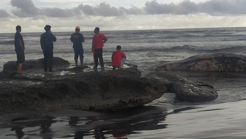 Bangkai ikan paus (sisi kanan) yang terdampar dan tertahan batu karang di Pantai Batulumbang, Desa Antap, Kecamatan Selemadeg.