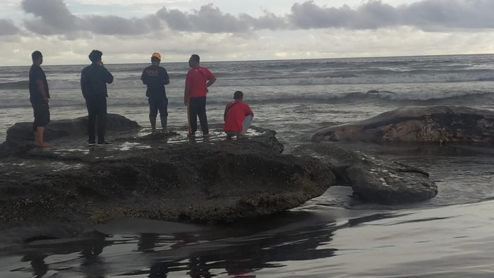 Bangkai ikan paus (sisi kanan) yang terdampar dan tertahan batu karang di Pantai Batulumbang, Desa Antap, Kecamatan Selemadeg.