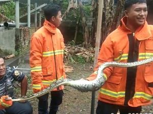 Ular Piton Sepanjang 3 Meter Mangsa Ternak Warga