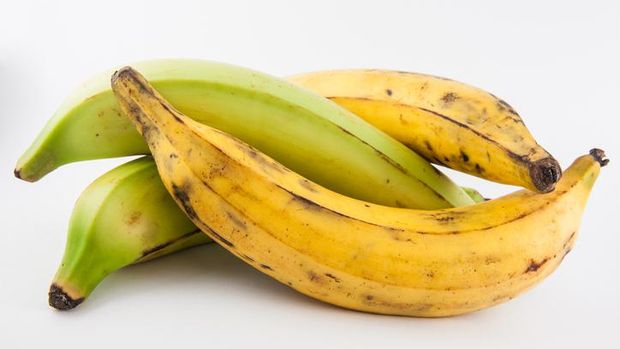 Pisang tanduk matang, bahan utama pembuatan kolak pisang.