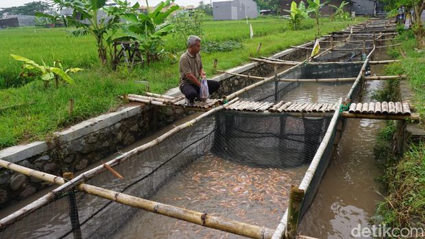 Sungai di Mojokerto diubah menjadi tempat budi daya ikan