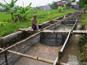 Warga di Mojokerto Sulap Sungai Kotor Jadi Keramba Budi Daya Ribuan Ikan