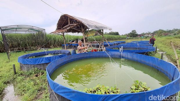 Sungai di Mojokerto diubah menjadi tempat budi daya ikan