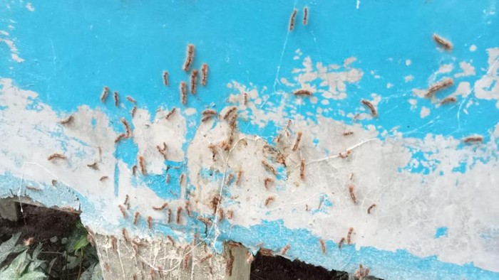 Ulat bulu di rumah warga di Asahan. (Foto: Istimewa)