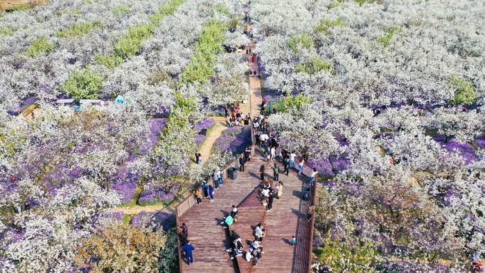 1249930109 SUQIAN, CHINA - MARCH 2023 - Aerial tourists enjoy blooming pear flowers at Santaishan National Forest Park in Suqian, East China's Jiangsu Province, March 30, 2023. (Photo credit should read CFOTO/Future Publishing via Getty Images)