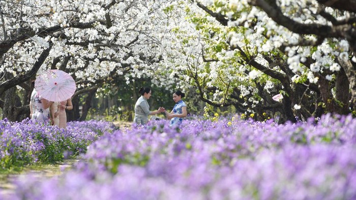 1249930109 SUQIAN, CHINA - MARCH 2023 - Aerial tourists enjoy blooming pear flowers at Santaishan National Forest Park in Suqian, East China's Jiangsu Province, March 30, 2023. (Photo credit should read CFOTO/Future Publishing via Getty Images)