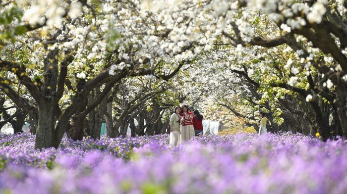 SUQIAN, CHINA - MARCH 2023 - Aerial tourists enjoy blooming pear flowers at Santaishan National Forest Park in Suqian, East China's Jiangsu Province, March 30, 2023. (Photo credit should read CFOTO/Future Publishing via Getty Images)