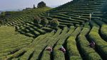 Potret Kebun Teh Ini Bikin Hati Adem