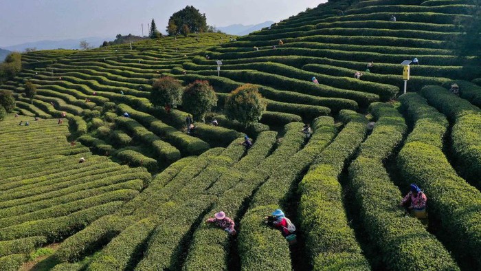 1250050155 QIANDONGNAN, CHINA - MARCH 30, 2023 - Aerial photo shows tea farmers picking tea at the Mazhai tea plantation in Longquan town of Danzhai county, Qiandongnan Miao and Dong autonomous prefecture, Southwest China's Guizhou province, March 30, 2023. (Photo credit should read CFOTO/Future Publishing via Getty Images)